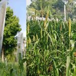 Kerala Women Farmers in Upper Kuttanad Turn to Maize Cultivation Instead of Paddy